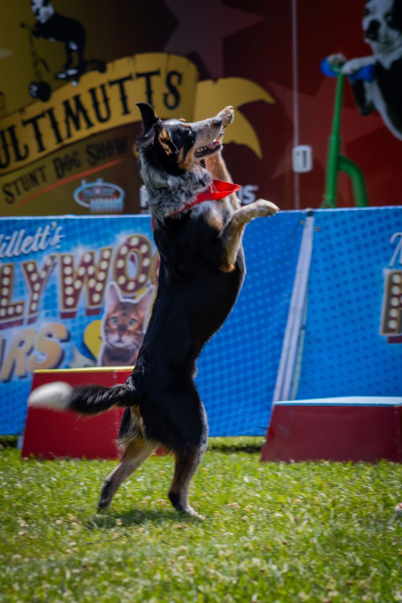Before buying another toy your dog ignores, try giving its brain something harder to chew on 7 Trick chains and mini routines