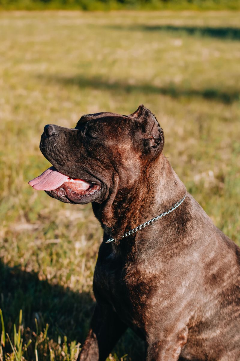 The toughest-looking dog in the neighborhood may secretly be the biggest softie in the house 12 Cane Corso