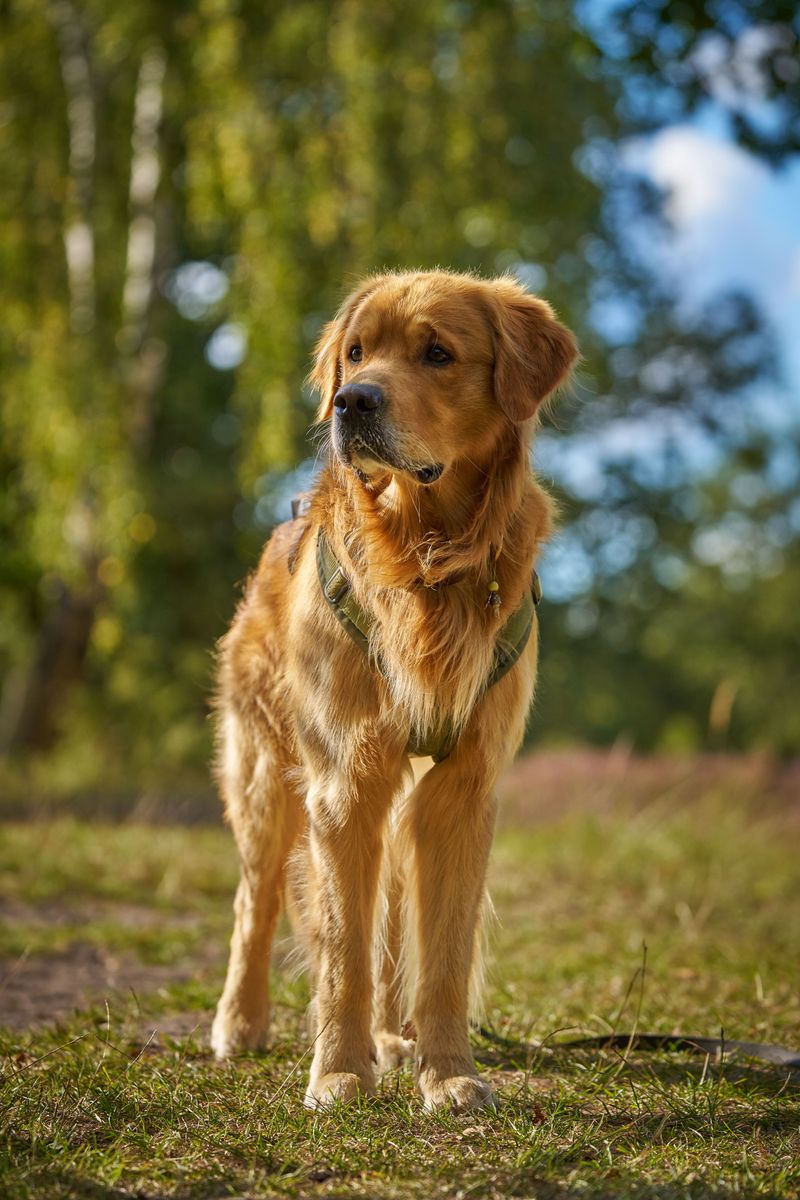 These dog breeds make first-time training far less intimidating 3 Golden Retriever
