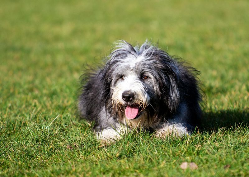 Bearded Collie