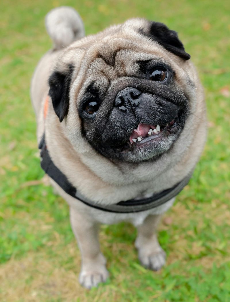 Pug