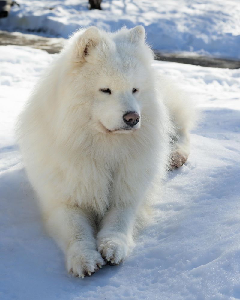If you love soft, cuddly dogs, these 11 breeds are hard to beat 2 Samoyed
