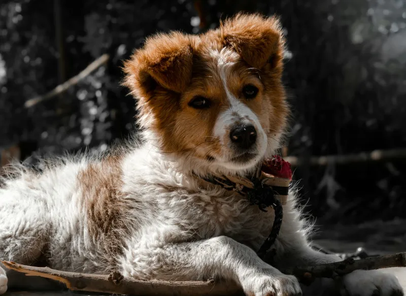 Your dog may dislike the car for reasons that are easier to fix than you think 10 Excessive heat inside the vehicle