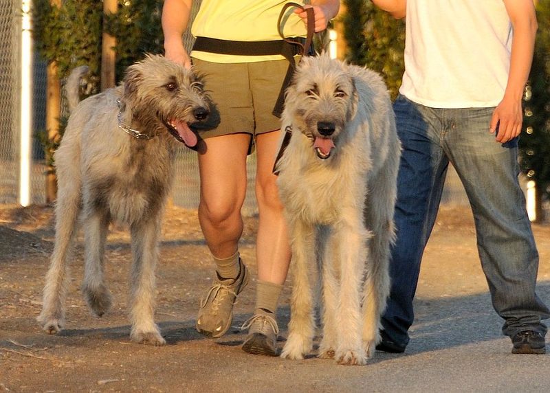 Irish Wolfhound