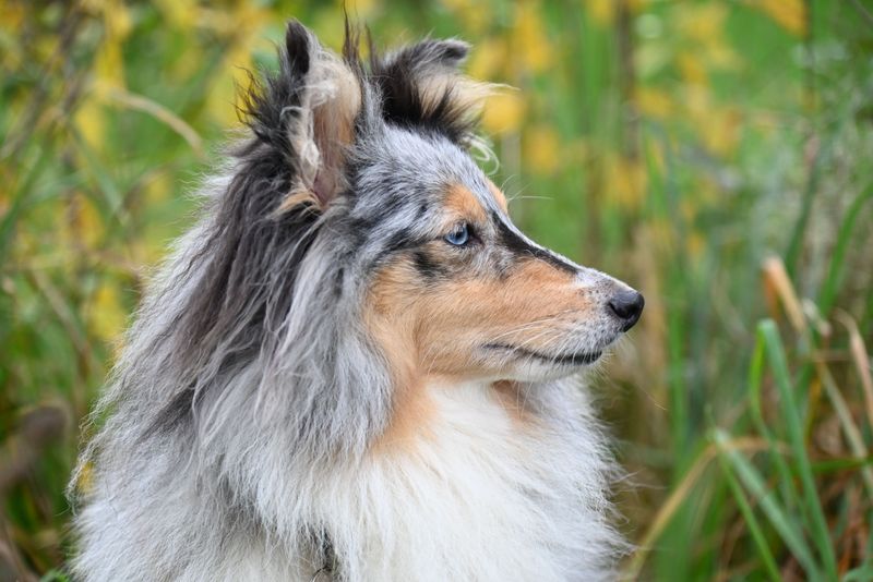 Your dog has plenty of canine friends - so why does it still prefer you? These 11 breeds may explain 10 Shetland Sheepdog