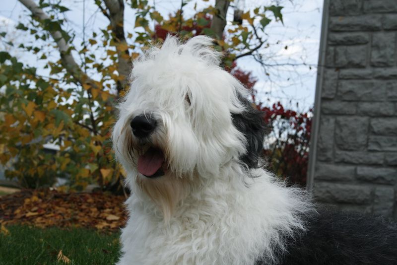 Loving these 13 dog breeds is easy - keeping up with everything they require can be the real test 9 Old English Sheepdog