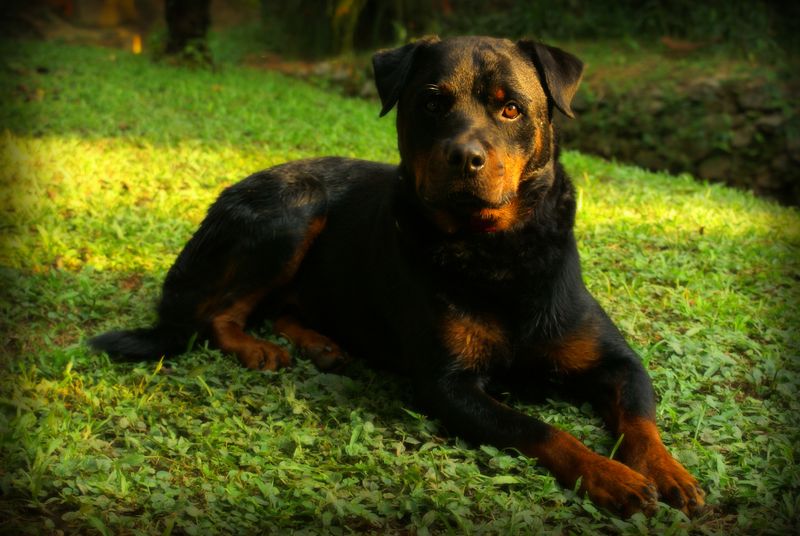 Beauceron