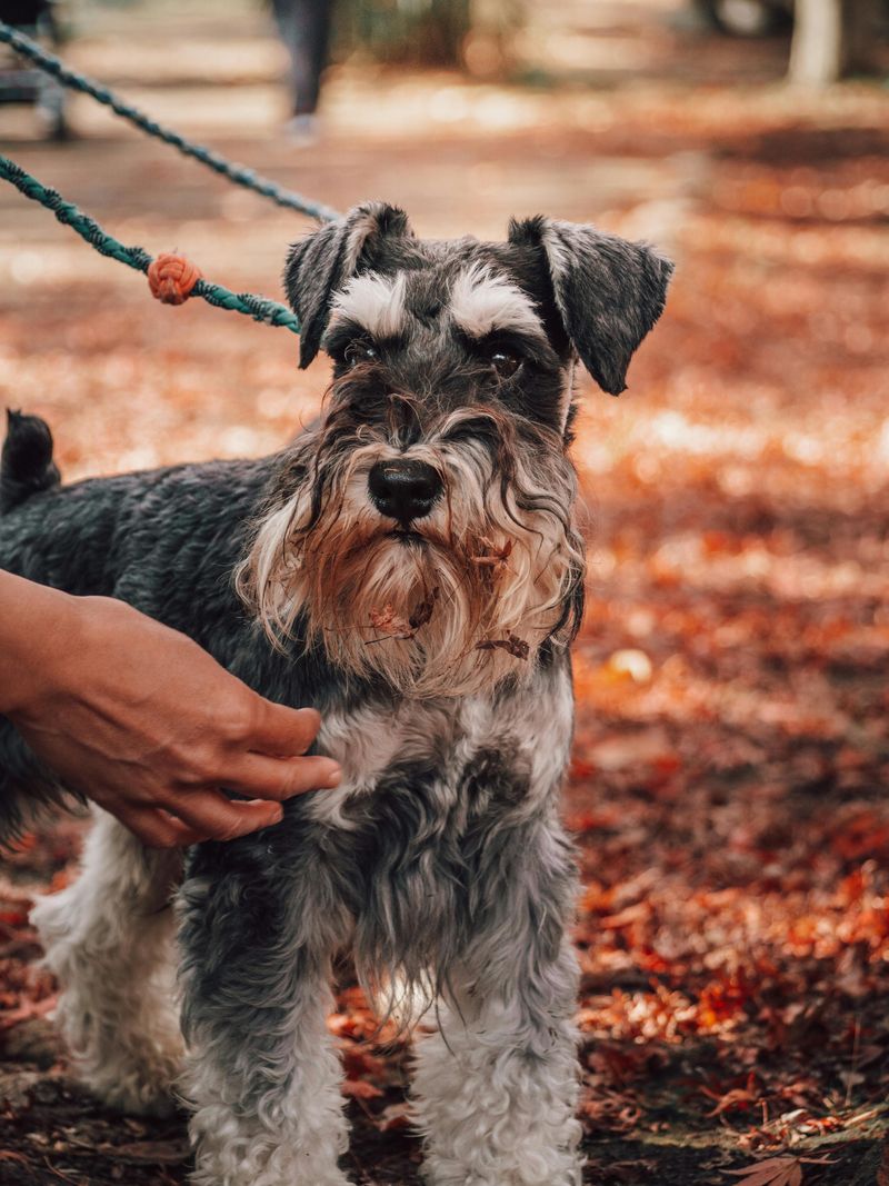 Standard Schnauzer