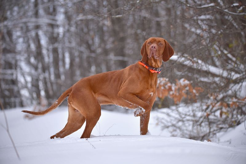 Remember when today's favorite breed wasn't everywhere? These dogs could be next in line for the spotlight 10 Vizsla