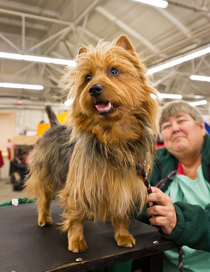 Australian Terrier