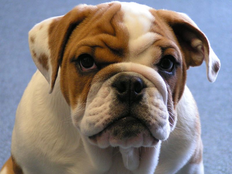 If quiet evenings sound perfect, these 13 dog breeds will probably agree 14 English Bulldog