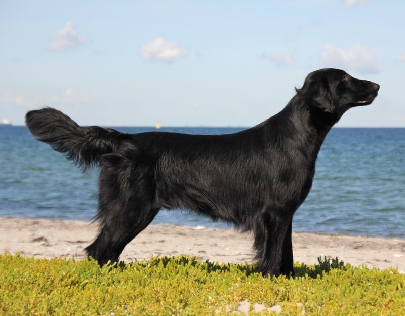 12 perfectly balanced dog breeds that relax beautifully at home and explode with energy outside 12 Flat-Coated Retriever