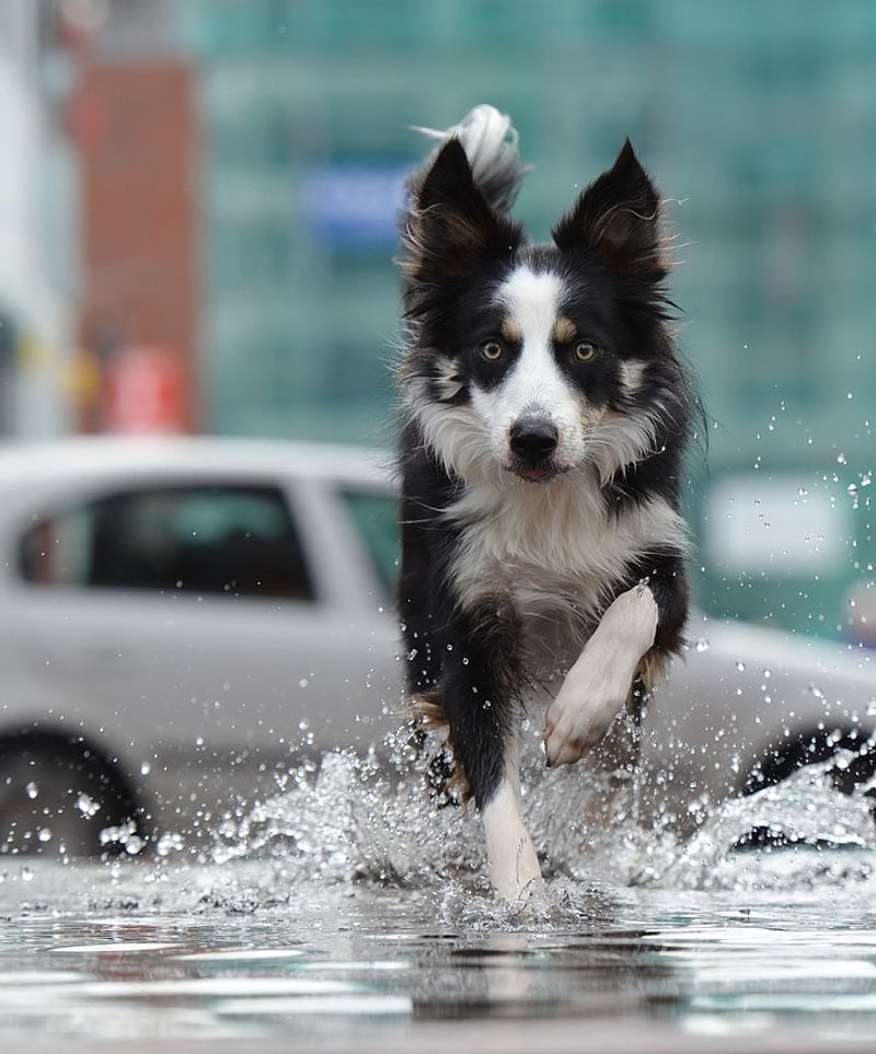 Border Collie