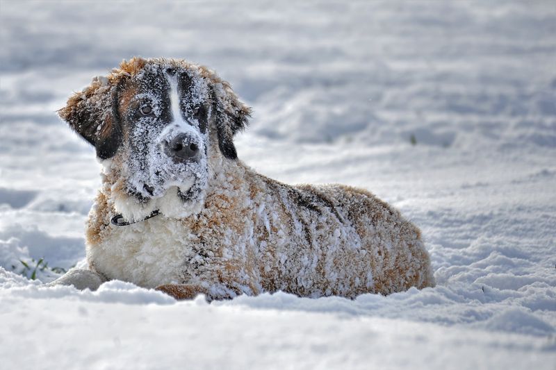 Saint Bernard