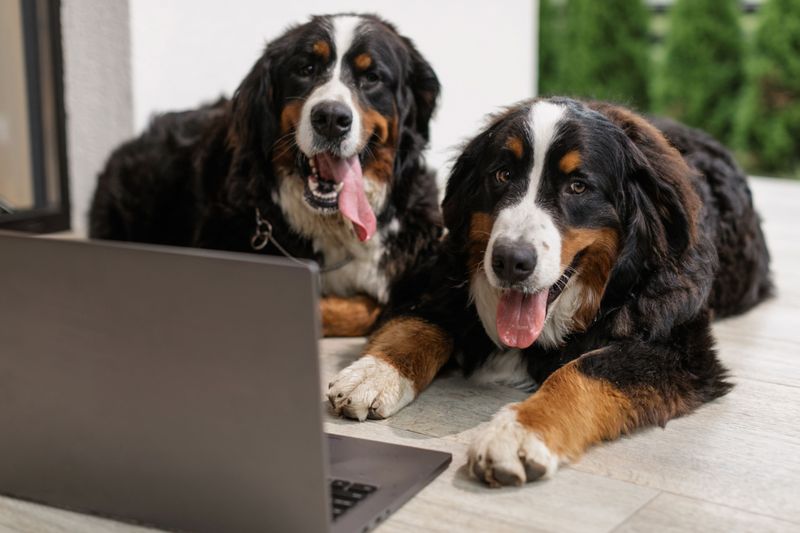 Looking for a naturally steady companion? These dog breeds rarely disappoint 5 Bernese Mountain Dog