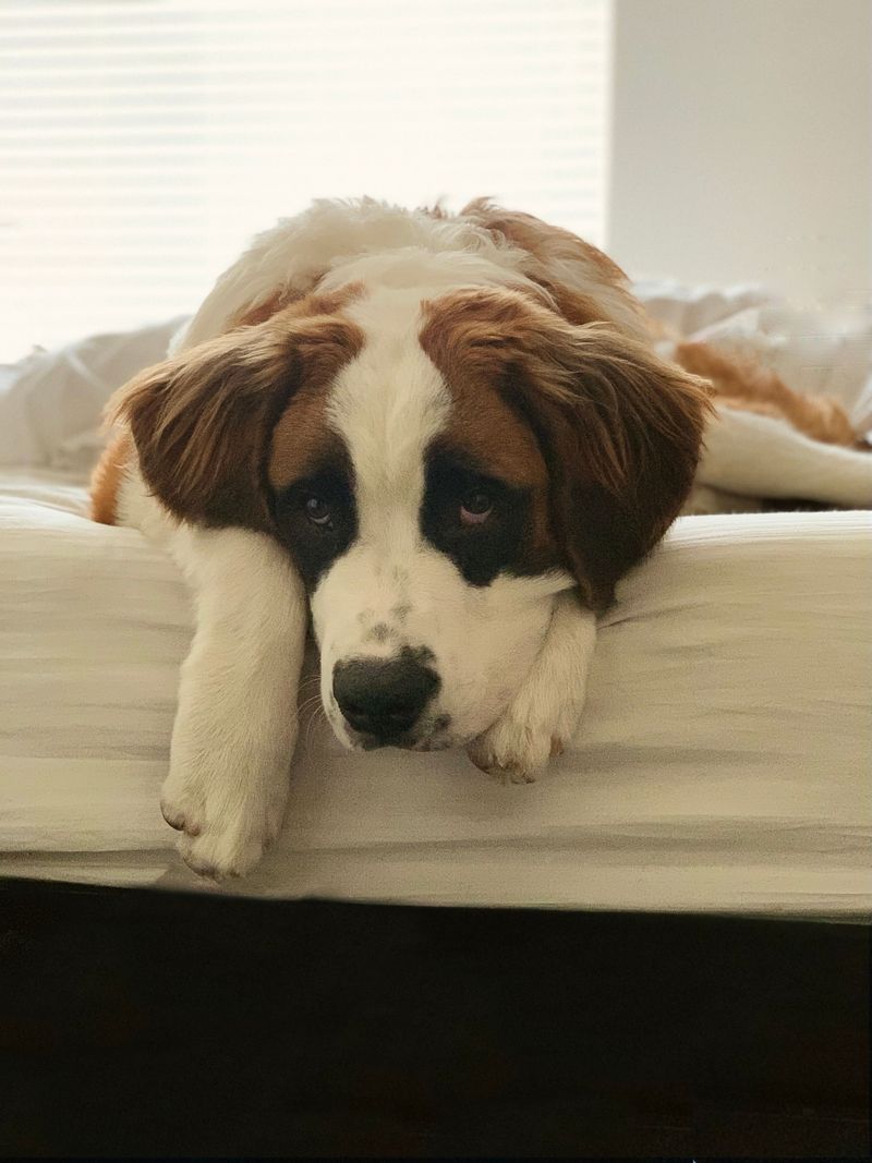 10 dog breeds whose sleeping setup matters more than owners realize - plus 3 adaptable nappers 8 Saint Bernard