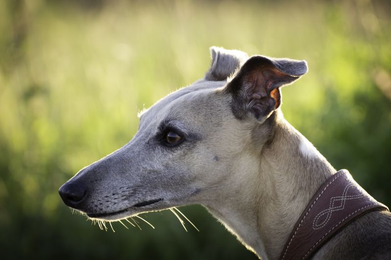 12 dog breeds that don't need to announce every discovery - and may be watching more than you realize 2 Whippet