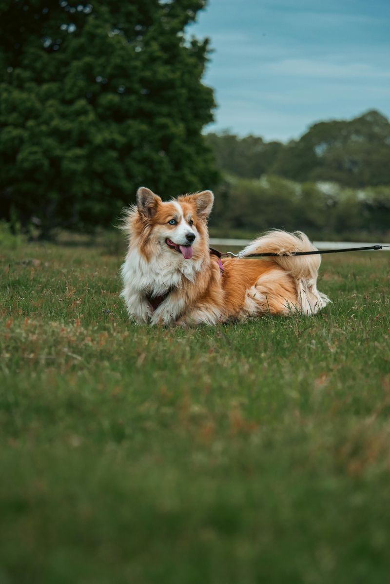 People love these 11 dog breeds - but many underestimate the behavior challenges they bring 6 Corgi