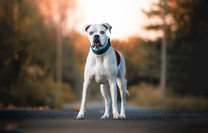 Fall in love with these dogs first and you may discover the maintenance schedule later - A few breeds flip that script 15 Boxer: Sleek Coat, Silly Personality