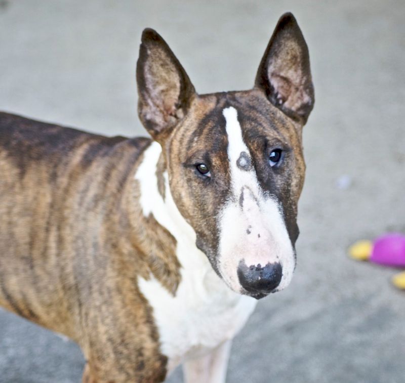 The “Breed Ban” Argument Won’t Die - 12 Breeds That Keep Getting Pulled Into Law Debates 3 Bull Terrier