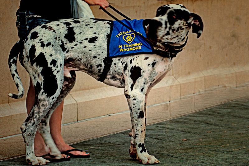 Many owners choose these 13 dog breeds once - and never look back 11 Great Dane