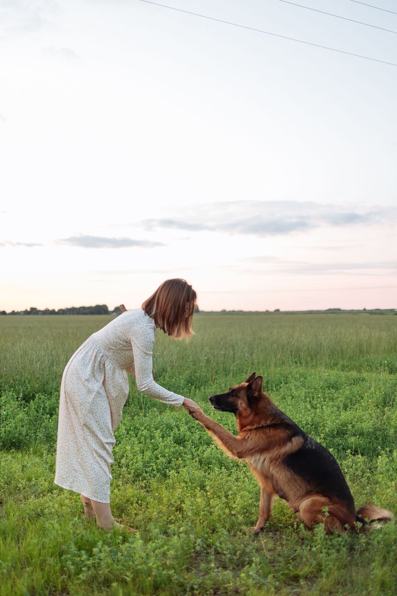 You removed the flock but not generations of working instinct - These herding dogs still need somewhere to put that brain 4 German Shepherd: Pair purpose with patience