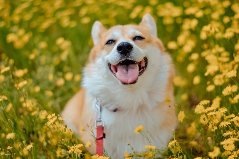 Corgi smiles, then herds the household