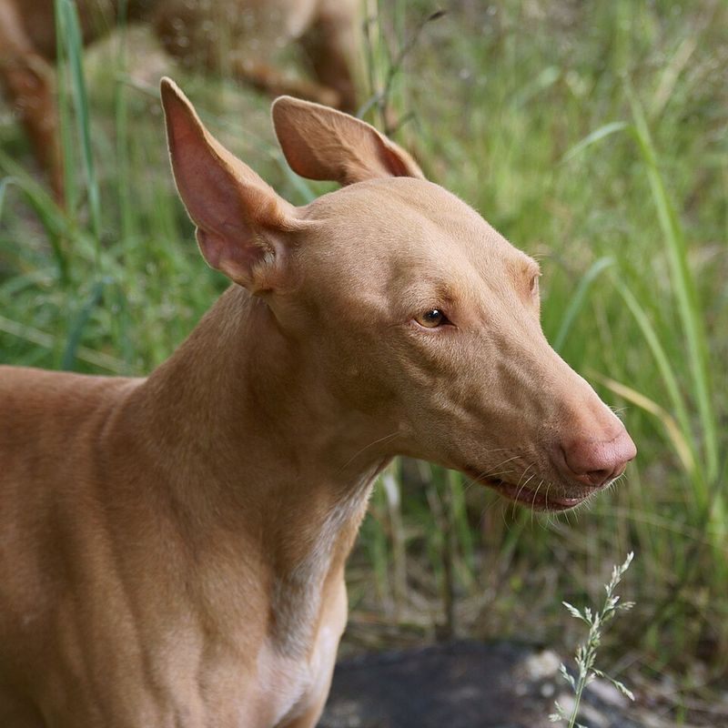 Pharaoh hound