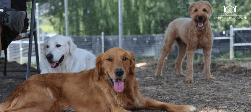 11 dog behaviors that show just how emotionally aware they really are 6 Bringing you toys when you’re down