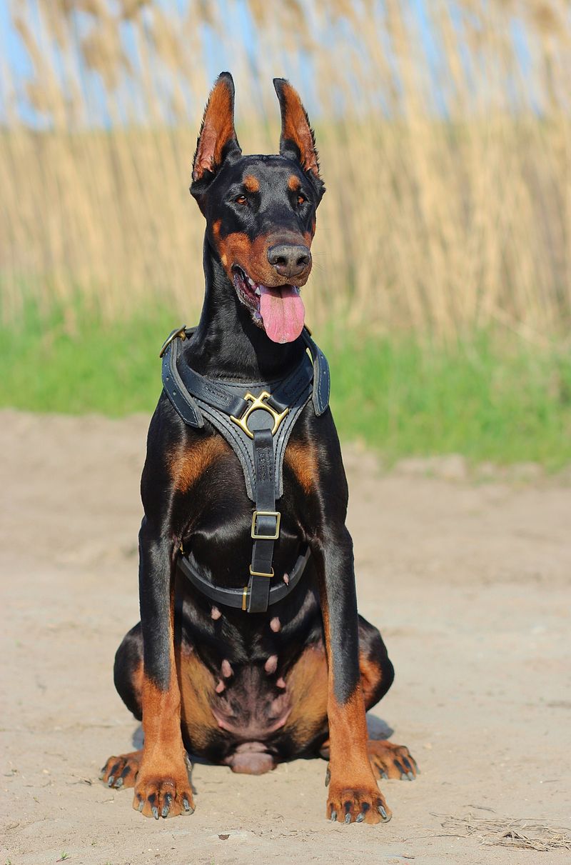 People Say “Guard Dog” Like It’s One Thing - 10 Breeds That Protect in Totally Different Ways 4 Doberman Pinscher