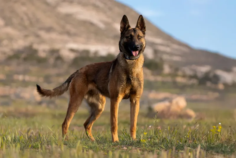 Belgian Malinois