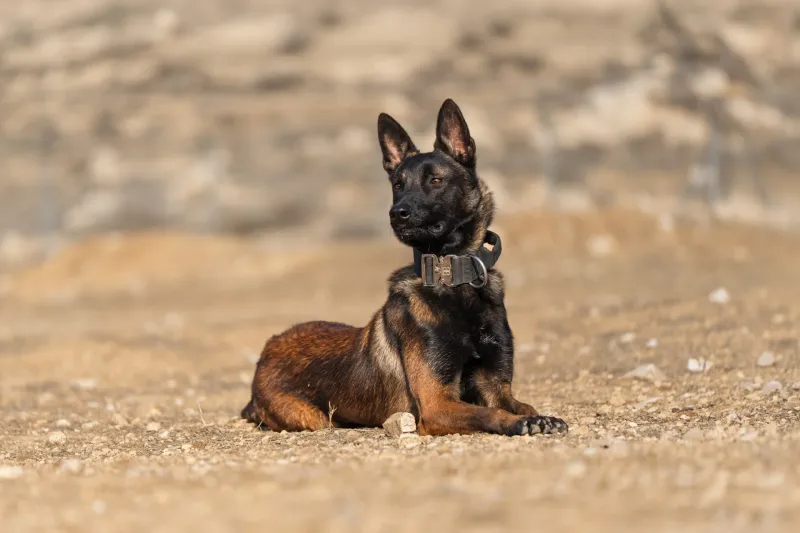 Belgian Malinois
