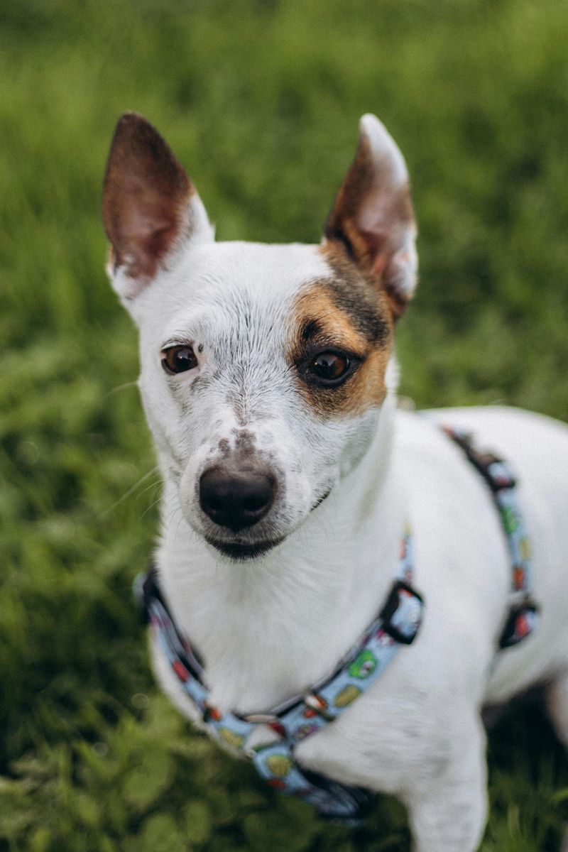 Jack Russell Terrier