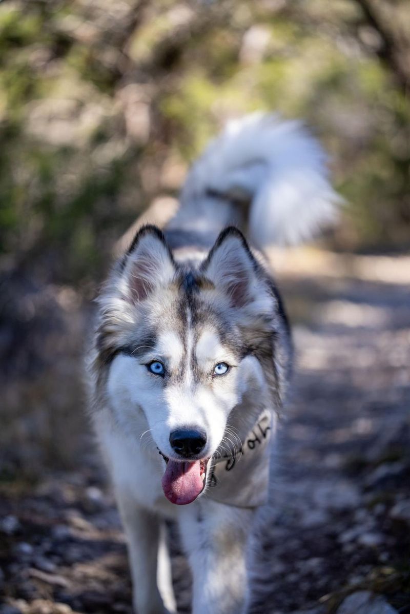 12 dog breeds that make owners say never again - plus 5 they would choose twice 3 Siberian Husky