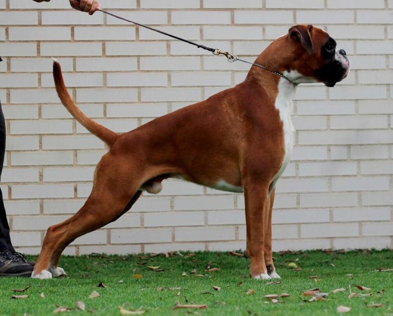Small home doesn't automatically mean small dog - these adaptable breeds can fit surprisingly well 10 Boxer