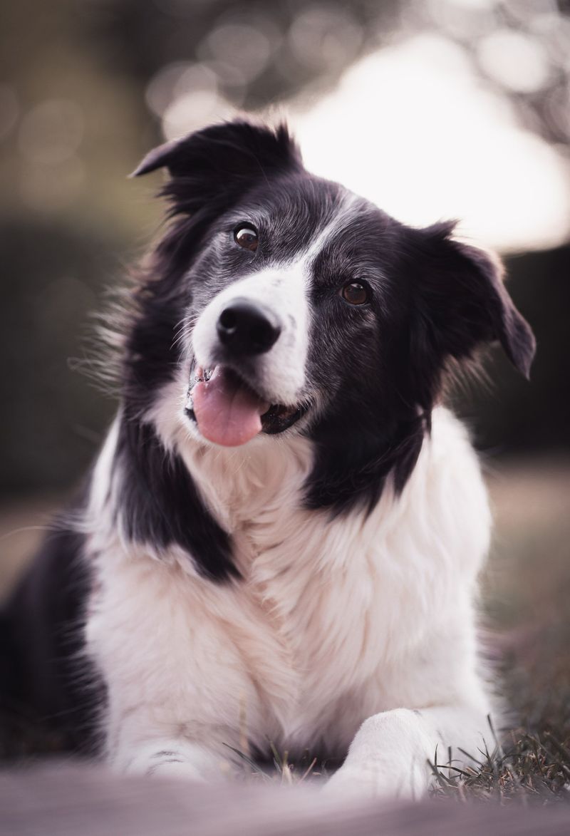Border Collie: A Brain That Never Clocks Out
