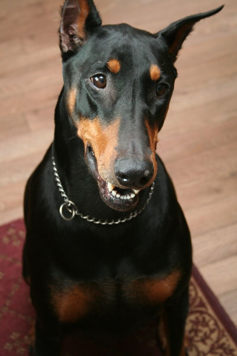 13 dog breeds that choose one favorite person and rarely look back, plus 5 more that become deeply attached for life 8 Doberman Pinscher