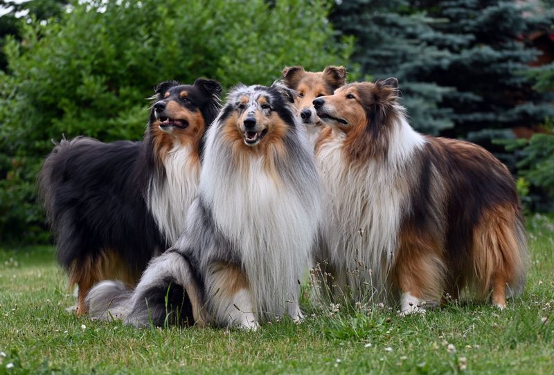 Kids bring unpredictability and beginners make mistakes - the right dog choice can make both easier to manage 2 Rough Collie