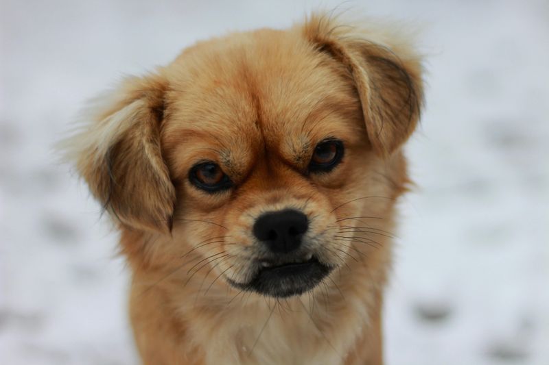 Tibetan Spaniel