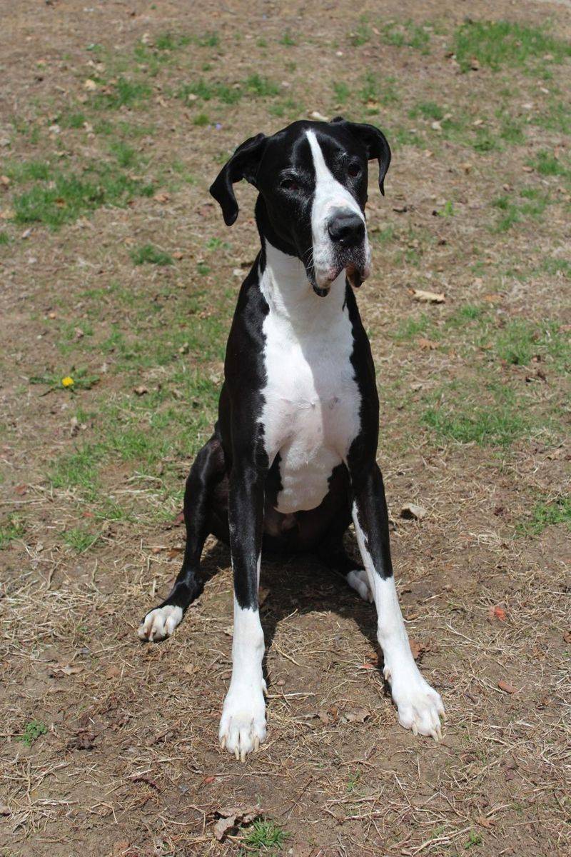 The calm confidence of these dog breeds often becomes contagious around the home 2 Great Dane