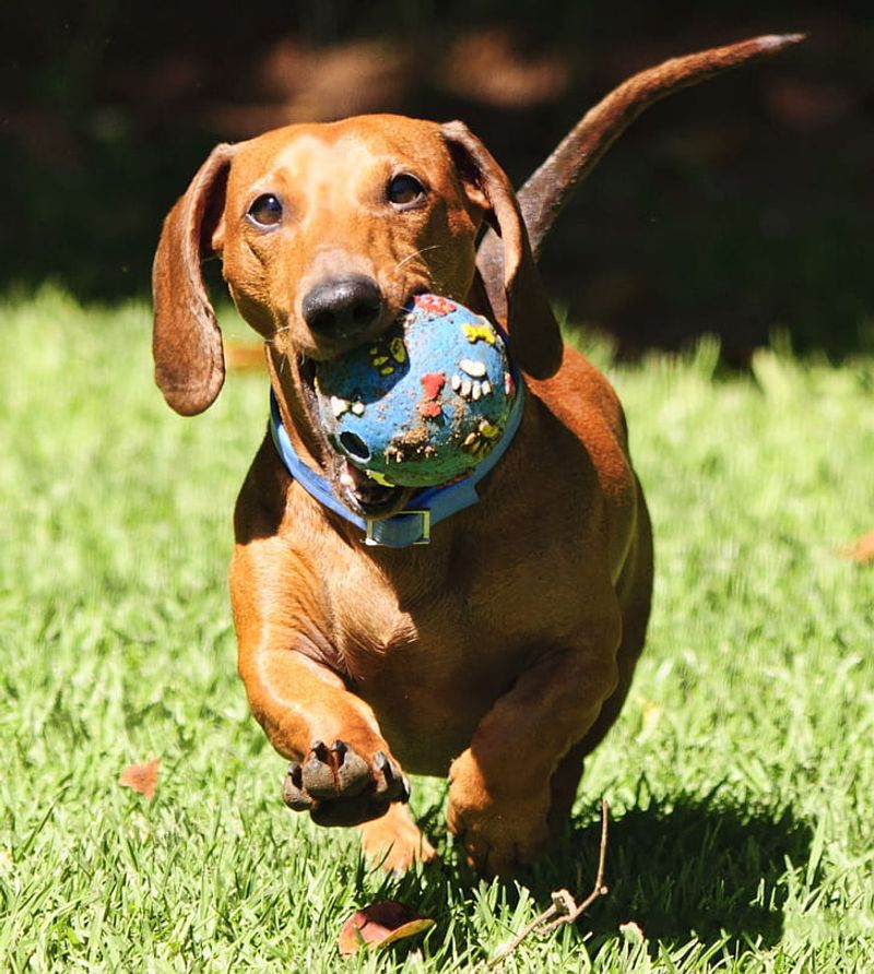 16 dog breeds that make digging look less like a habit and more like a mission 4 Dachshund