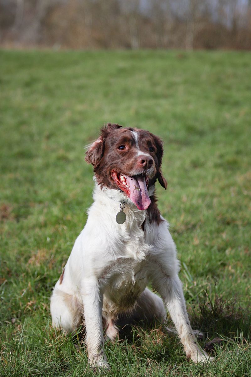 12 medium dogs with enough energy for active families - without taking up half the living room 2 Brittany