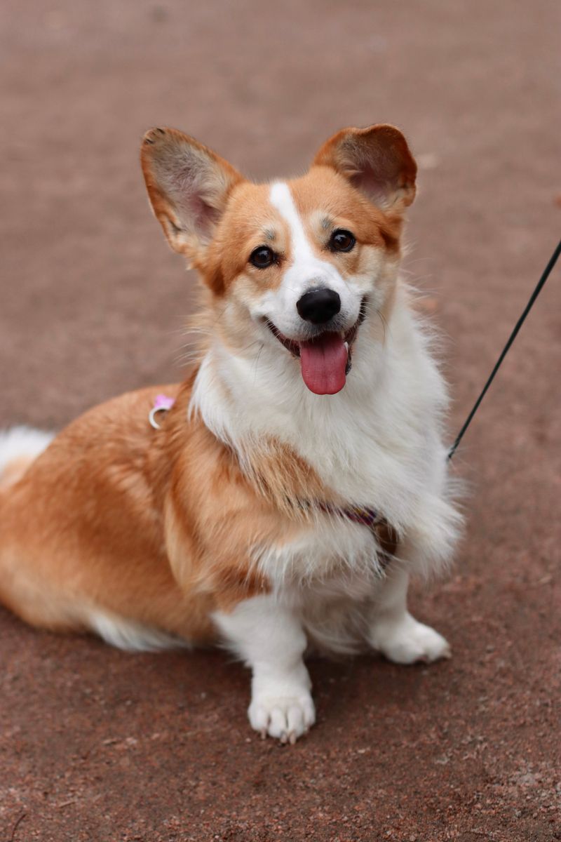 Cute videos made these breeds famous - They conveniently left out some of the hardest parts 7 Pembroke Welsh Corgi - herder in a small suit