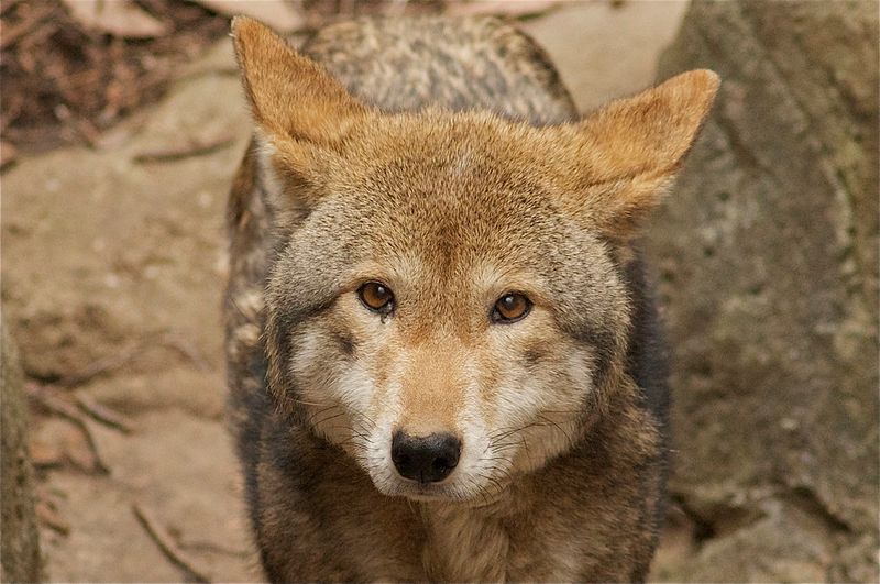 19 dog behaviors that look cute but can be signs of anxiety 16 Ears pinned back