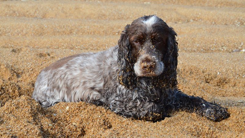 Cocker Spaniel