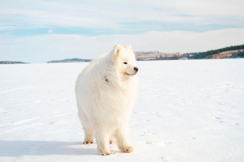 You call it freezing - These dogs may call it perfect walking weather 4 Samoyed
