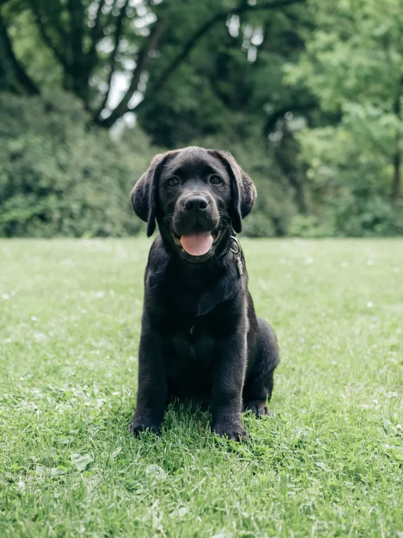 Labrador Retriever