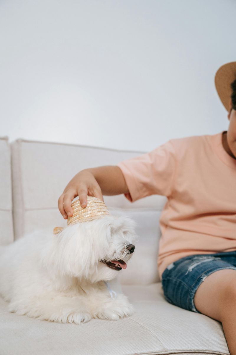 Coton de Tulear