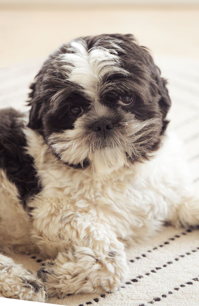 Shih Tzu