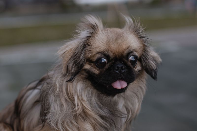 13 dog breeds that may never outsmart you - and somehow make you love them even more for it 13 Pekingese